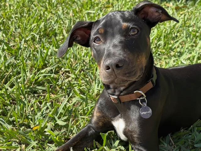 Coal, a Adopted mixed breed in DELRAY BEACH, FL image 2/6