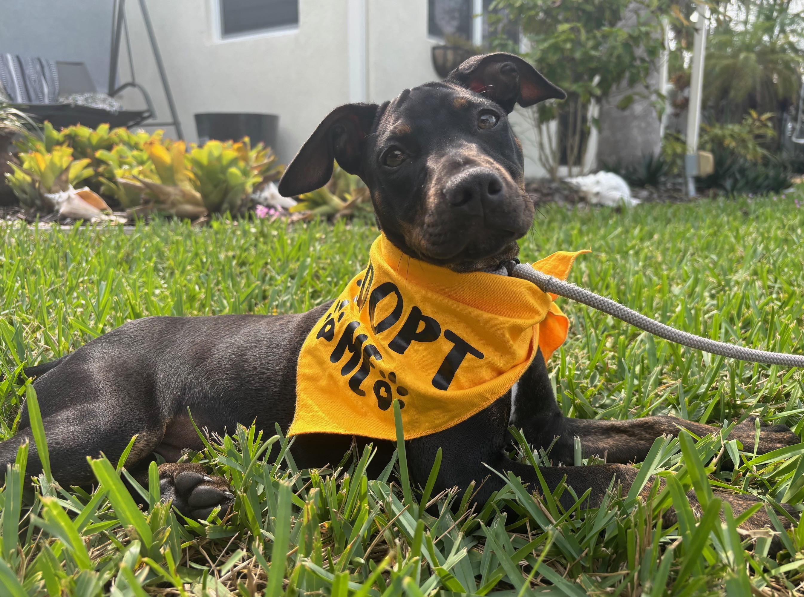 Coal, a Adopted mixed breed in DELRAY BEACH, FL image 3/6