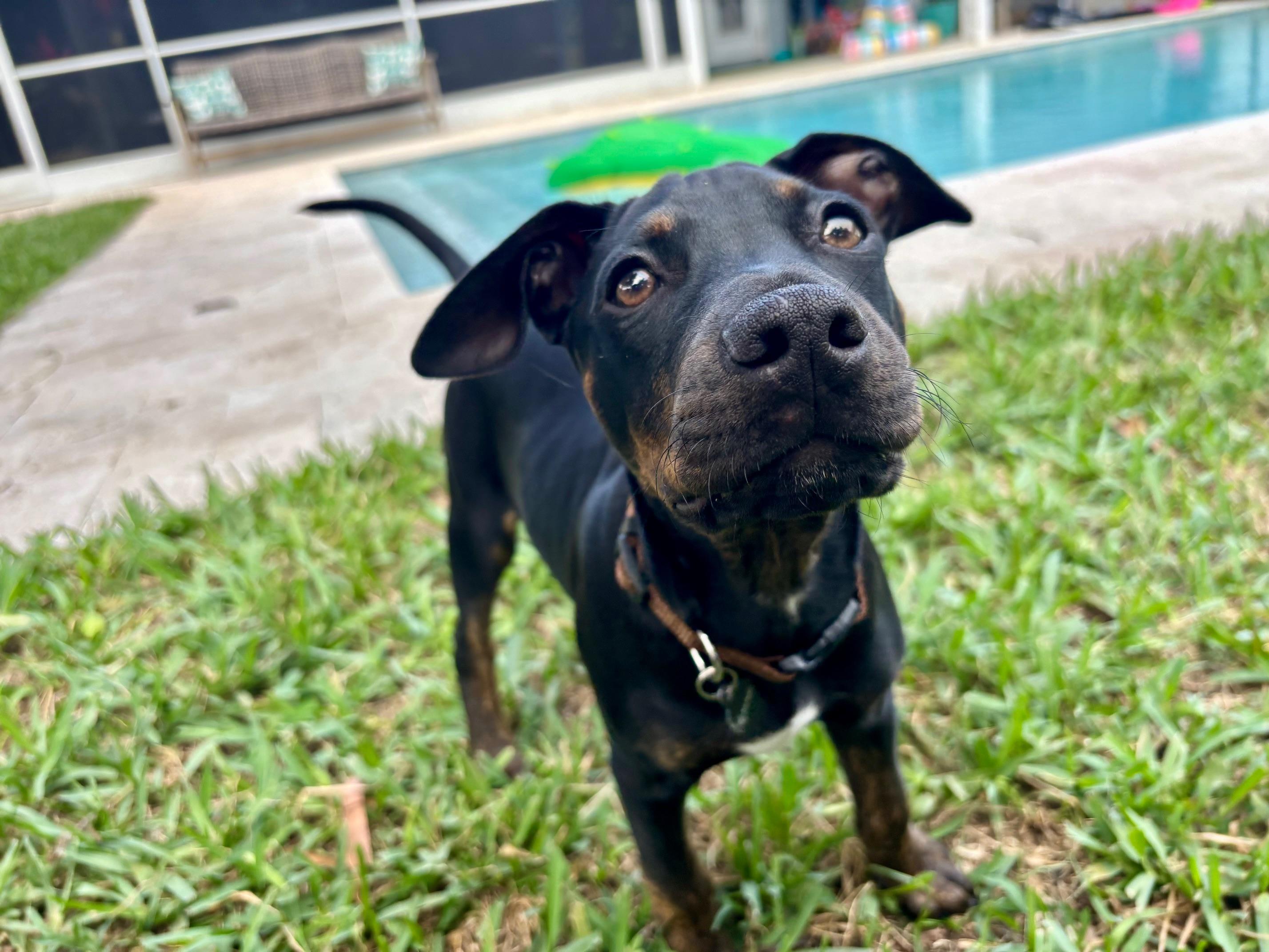 Coal, a Adopted mixed breed in DELRAY BEACH, FL image 4/6