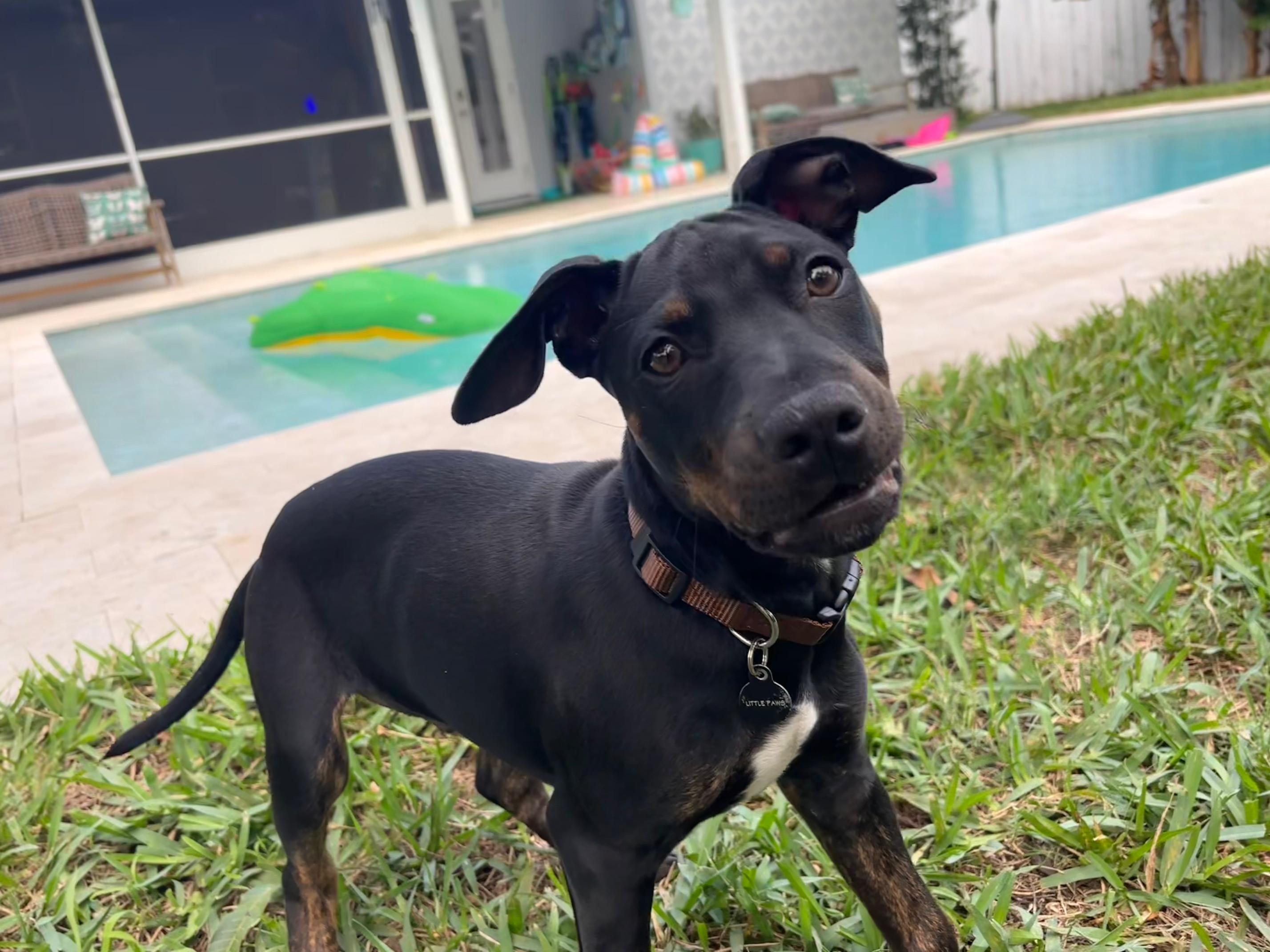 Coal, a Adopted mixed breed in DELRAY BEACH, FL image 5/6