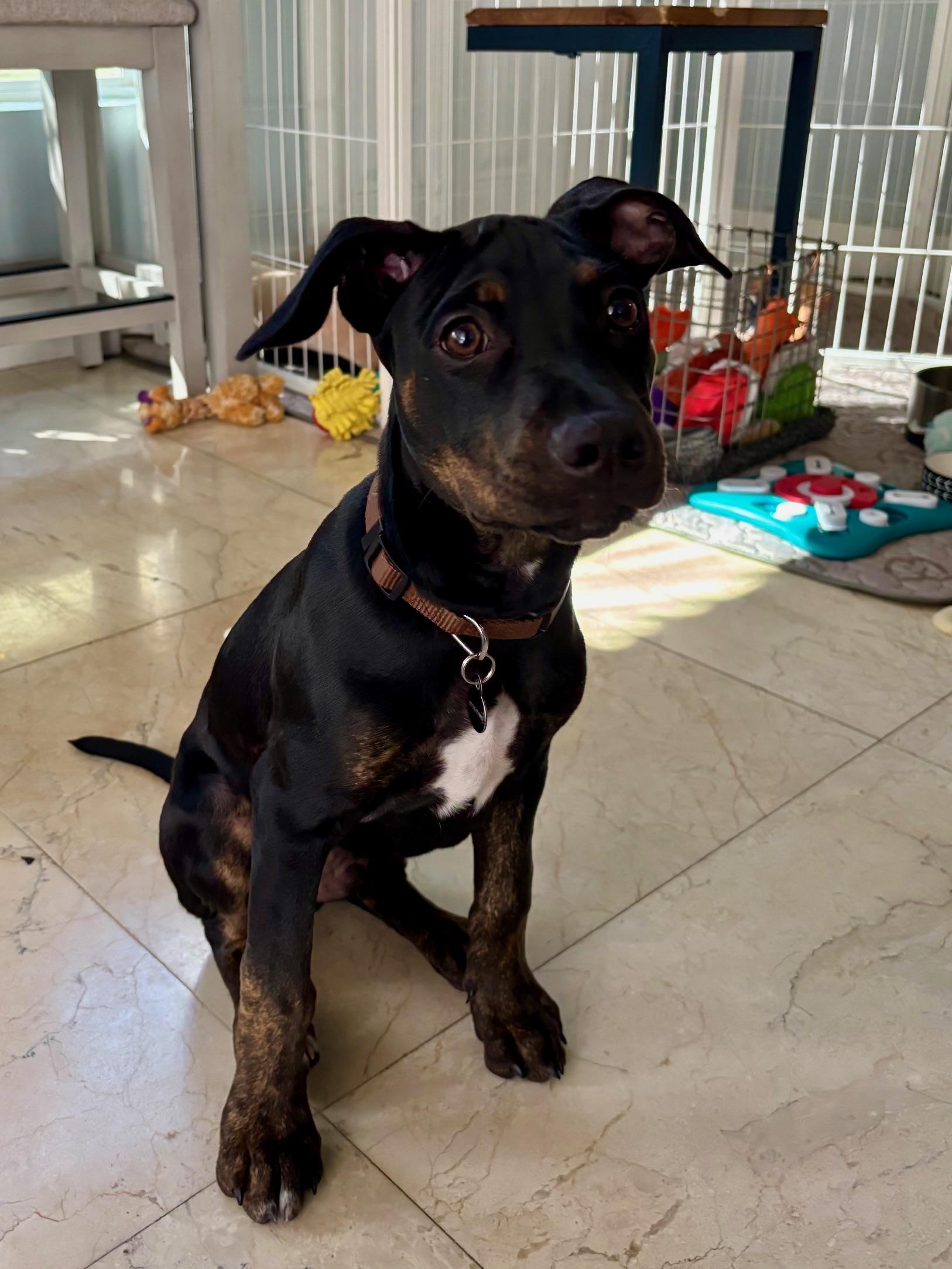 Coal, a Adopted mixed breed in DELRAY BEACH, FL image 6/6