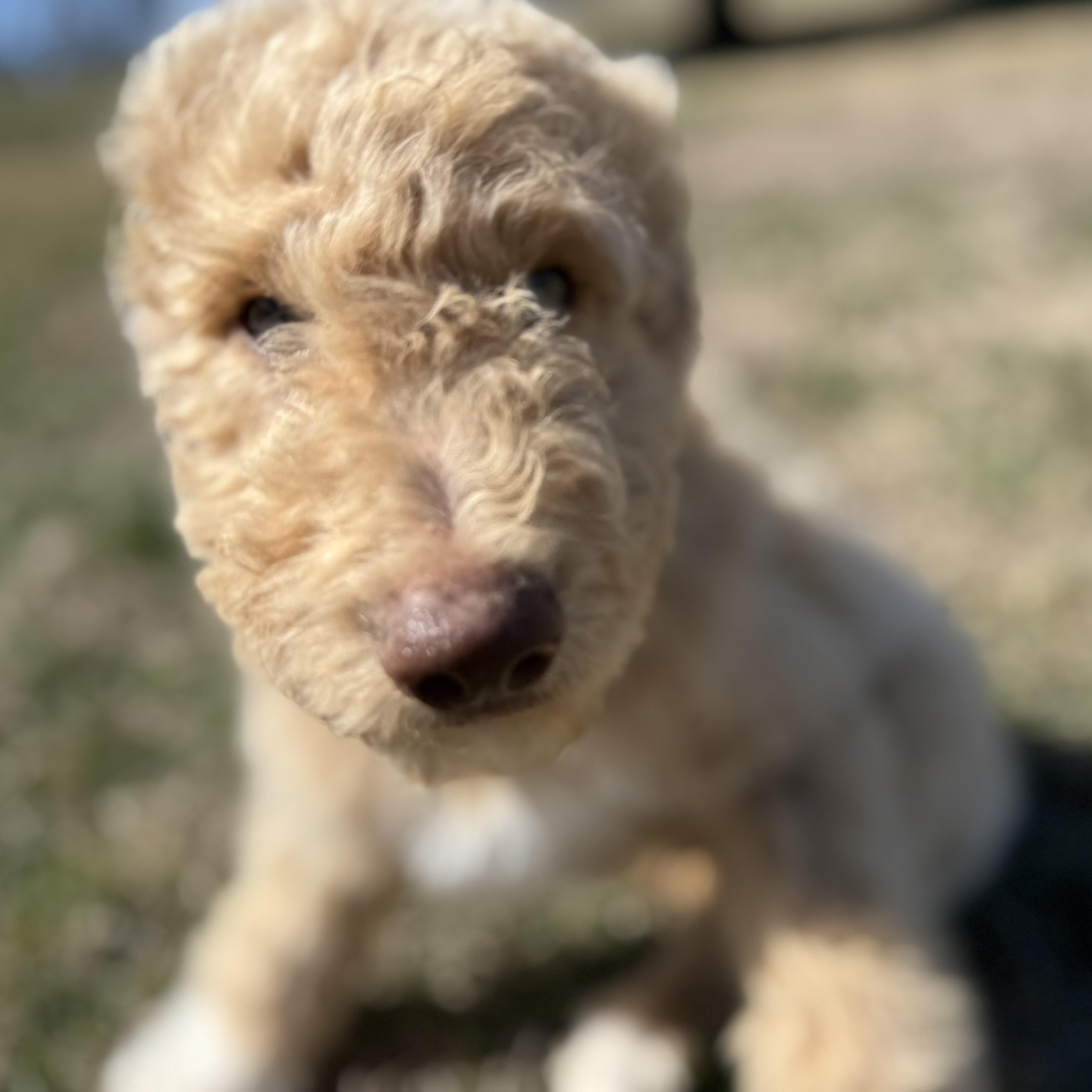 Enlarge Muffin - PyreDoodle, an adopted mixed breed in Spartanburg, SC image 2/2