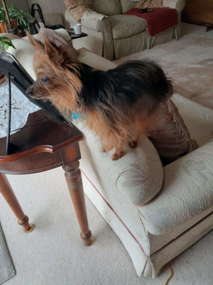 Enlarge Milo, a ADOPTABLE Yorkshire Terrier in Owen Sound, ON image 2/5