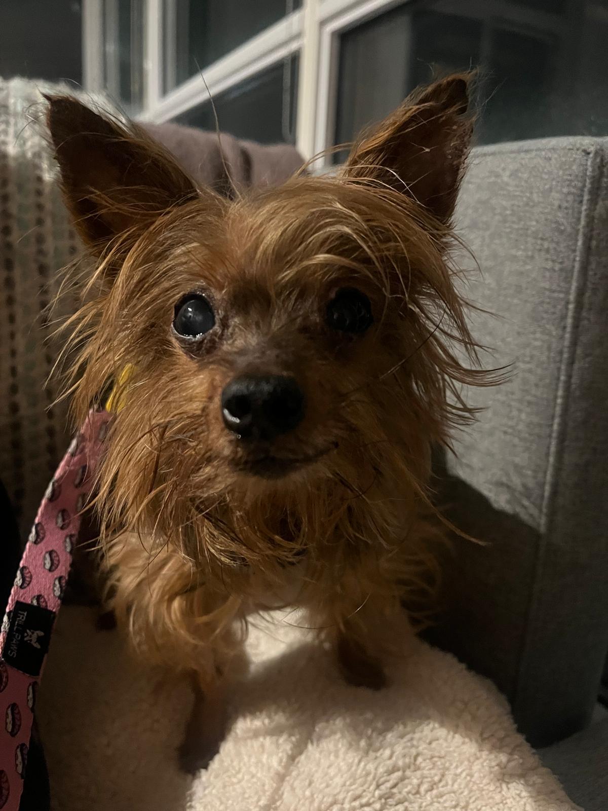 Enlarge Milo, a ADOPTABLE Yorkshire Terrier in Owen Sound, ON image 1/5