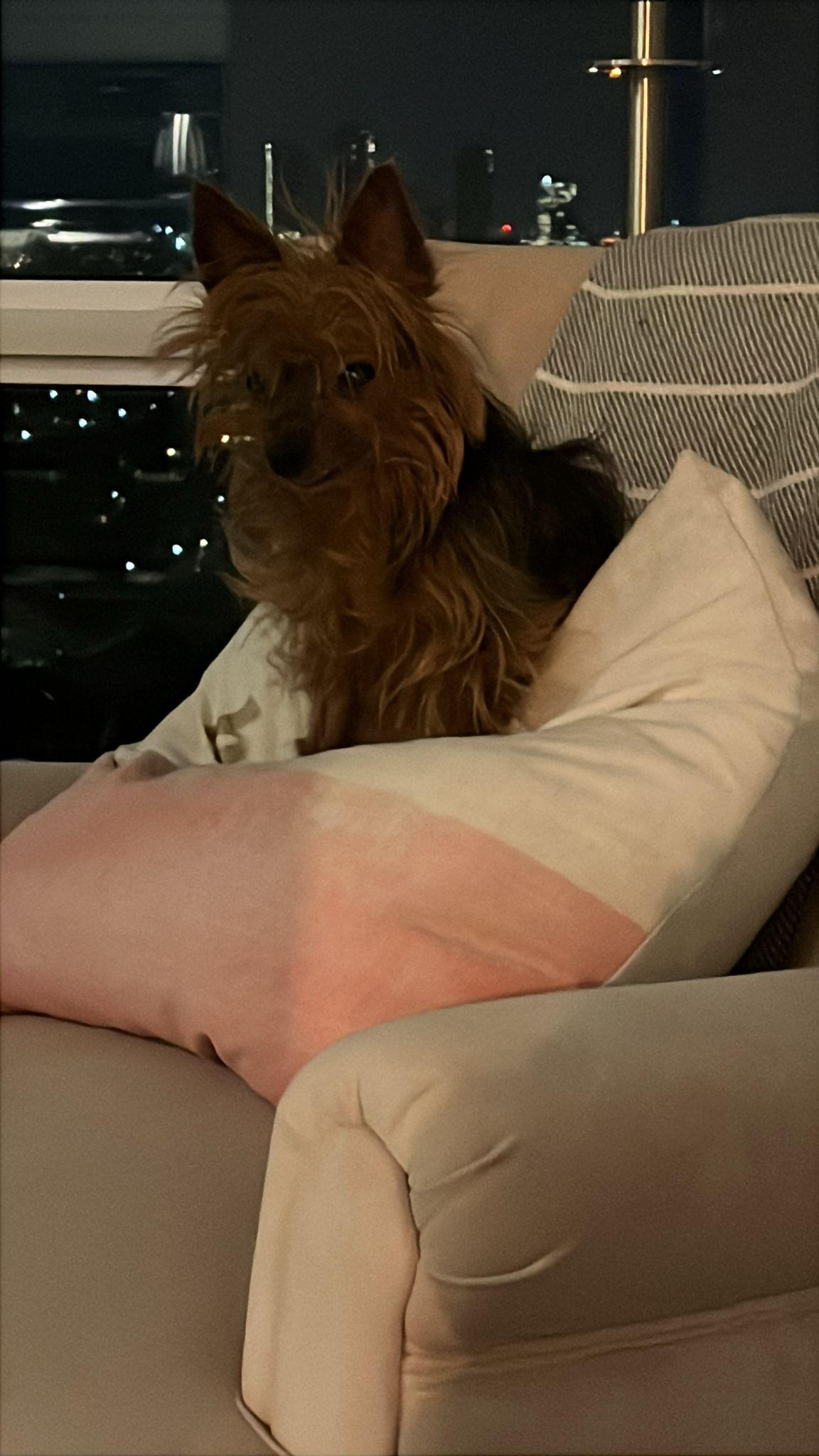 Enlarge Milo, a ADOPTABLE Yorkshire Terrier in Owen Sound, ON image 3/5