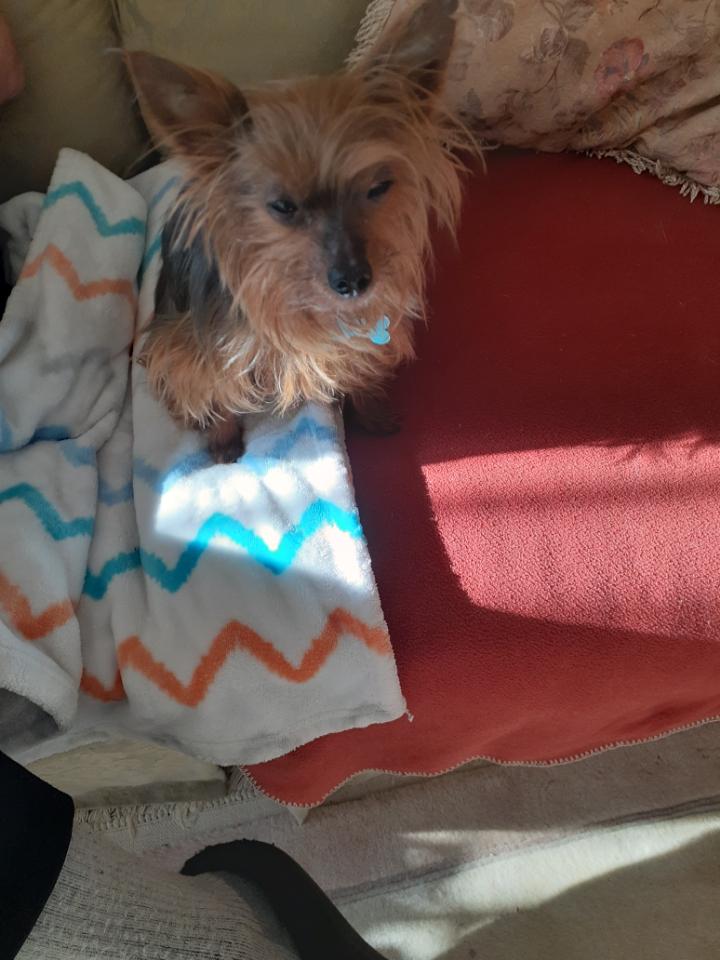 Enlarge Milo, a ADOPTABLE Yorkshire Terrier in Owen Sound, ON image 4/5