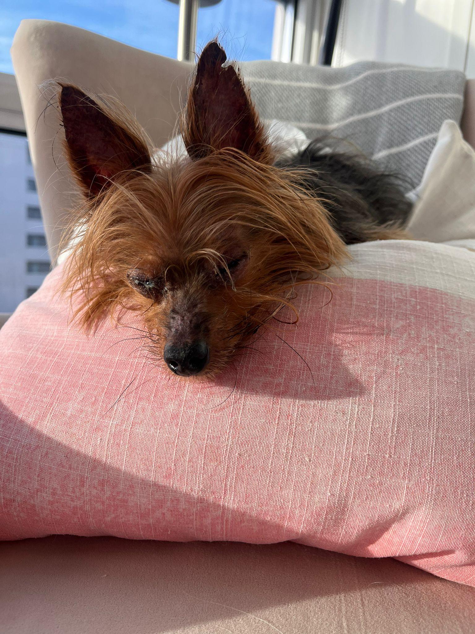 Enlarge Milo, a ADOPTABLE Yorkshire Terrier in Owen Sound, ON image 5/5