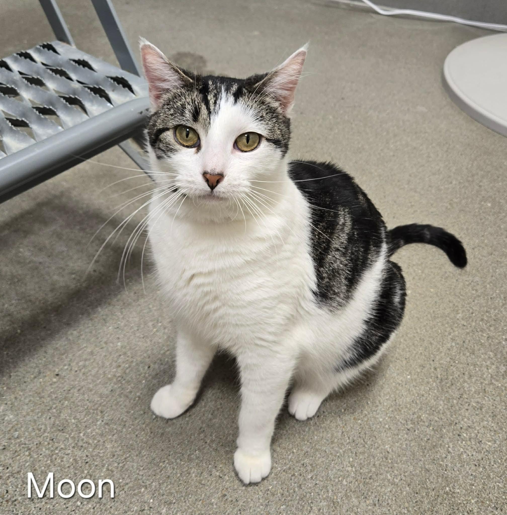 Moon, ADOPTABLE, Adult Female Domestic Short Hair.