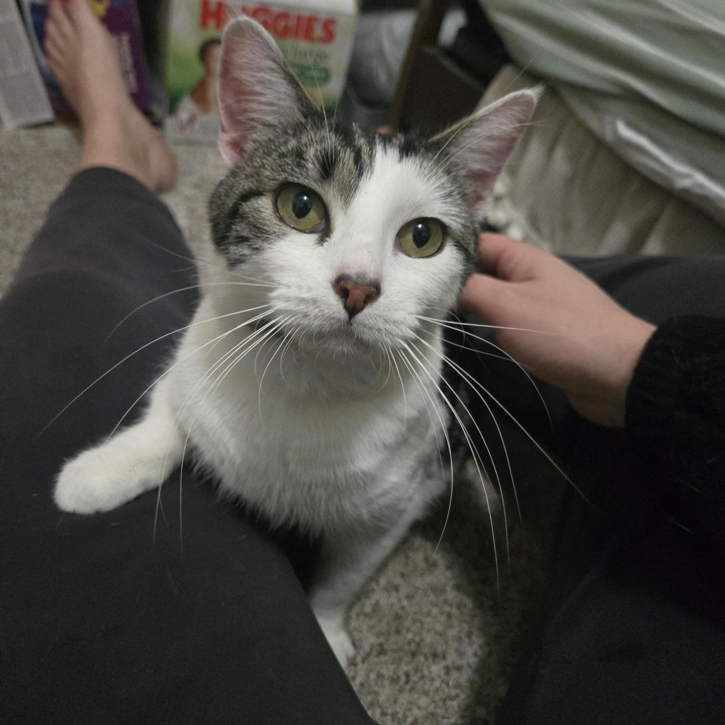 Enlarge Moon, a ADOPTABLE Domestic Short Hair in Sedalia, MO image 2/4