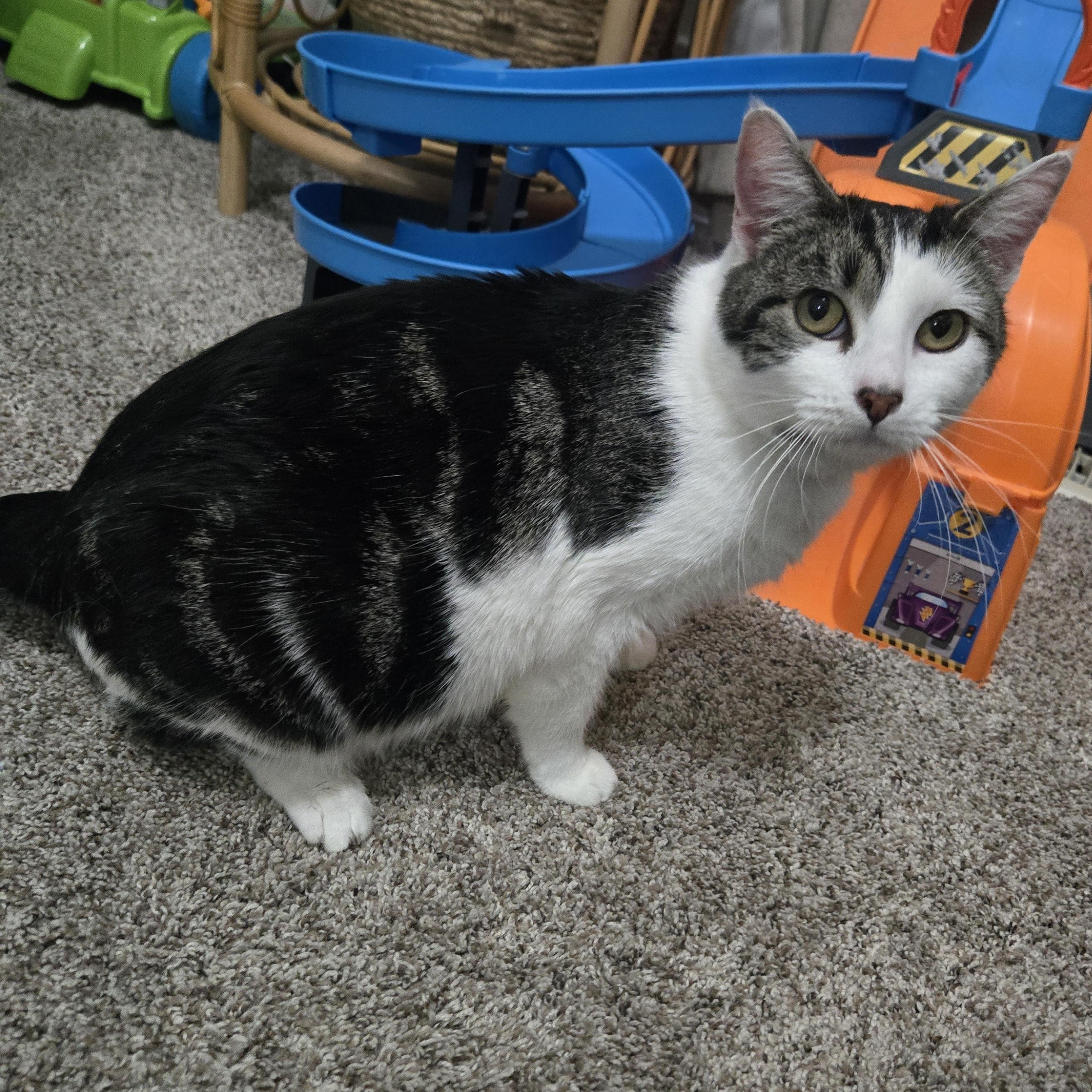 Enlarge Moon, a ADOPTABLE Domestic Short Hair in Sedalia, MO image 4/4