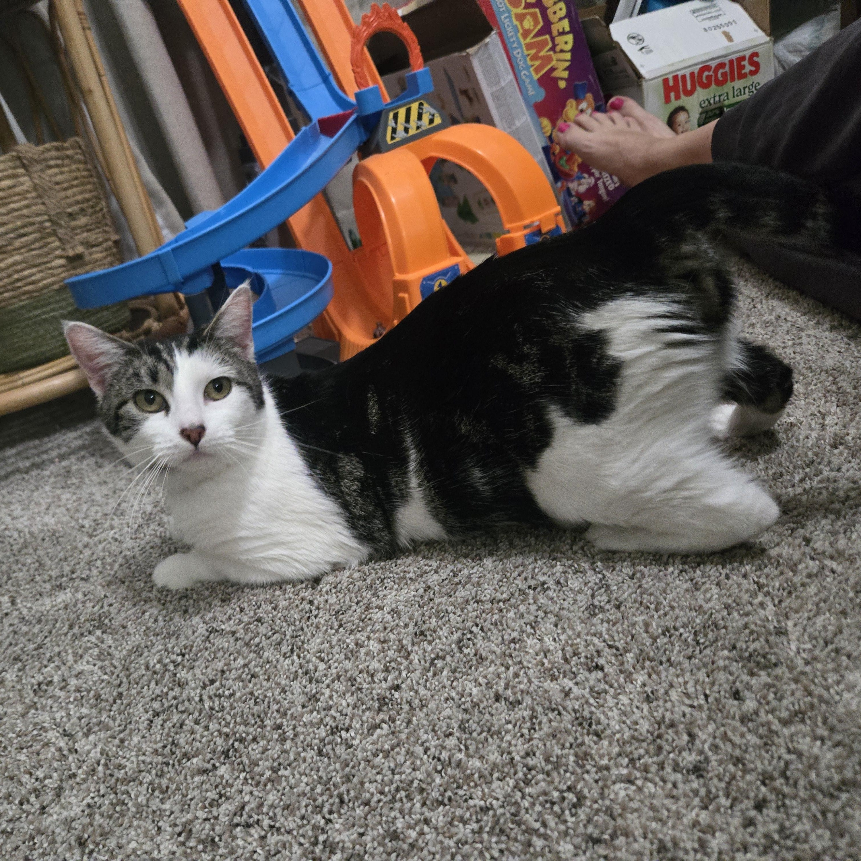 Enlarge Moon, a ADOPTABLE Domestic Short Hair in Sedalia, MO image 3/4