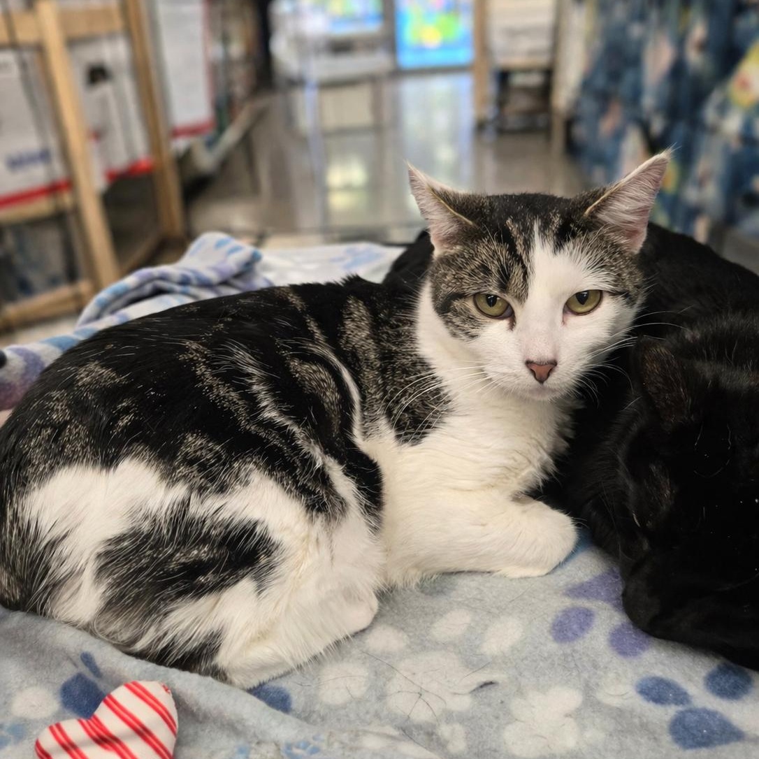 Moon, ADOPTABLE, Adult Female Domestic Short Hair.