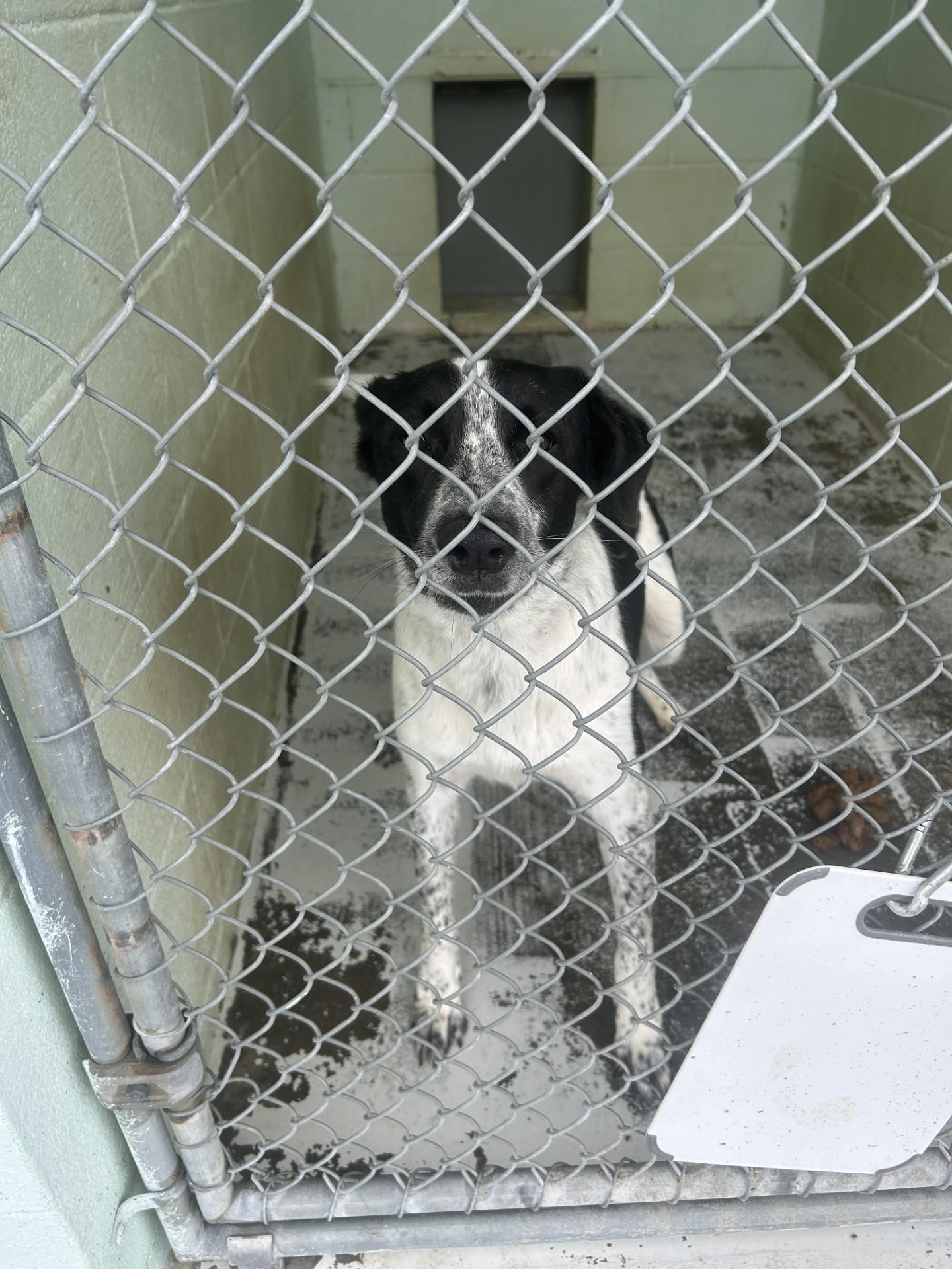 Enlarge Sadiey, a ADOPTABLE mixed breed in Mount Sterling, KY image 1/1
