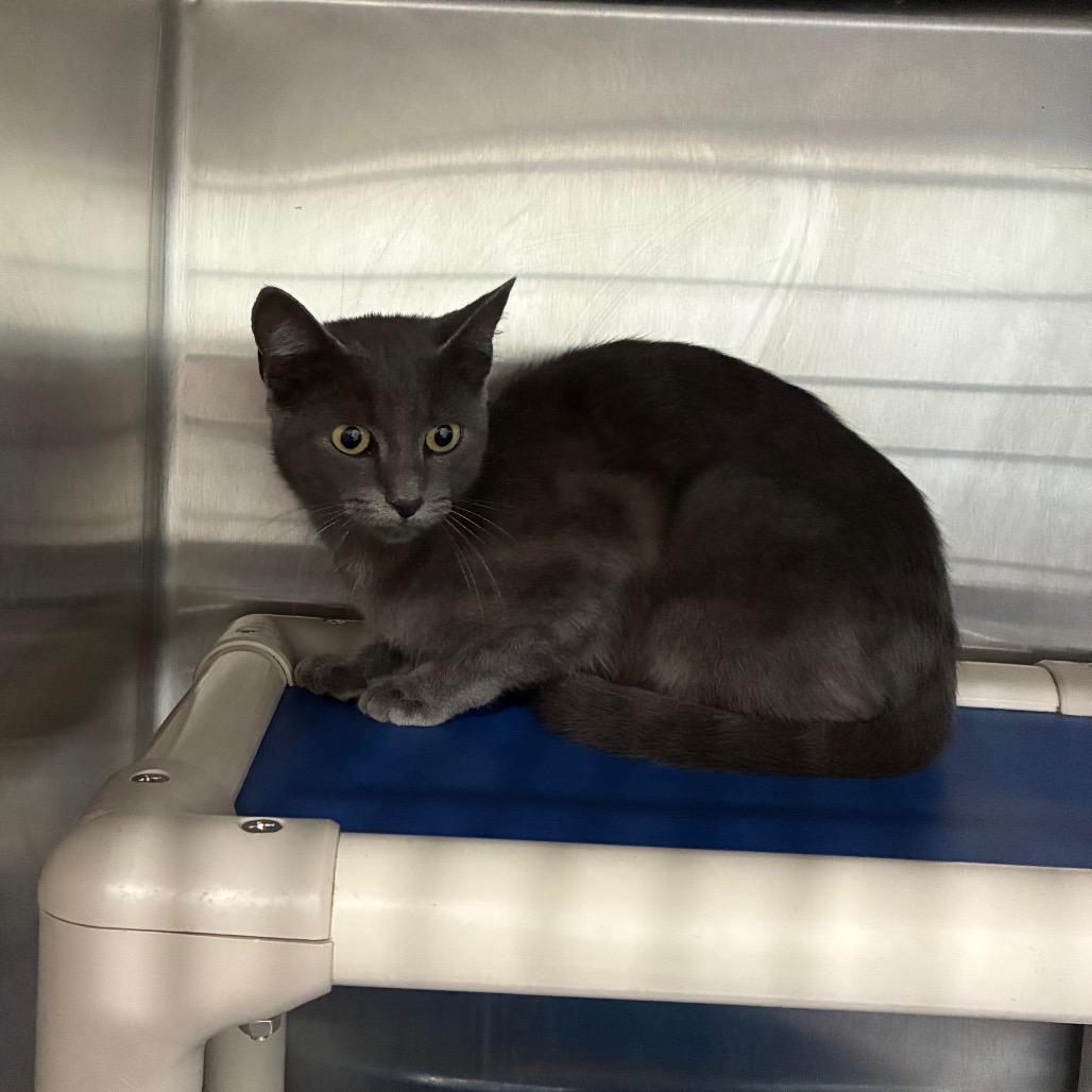 Enlarge Ash, a Adoptable Domestic Short Hair in Richmond Hill, GA image 1/5