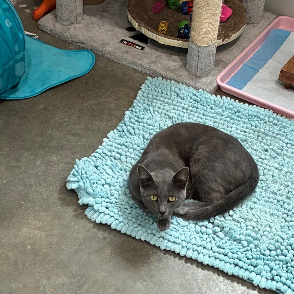 Enlarge Ash, a Adoptable Domestic Short Hair in Richmond Hill, GA image 2/5