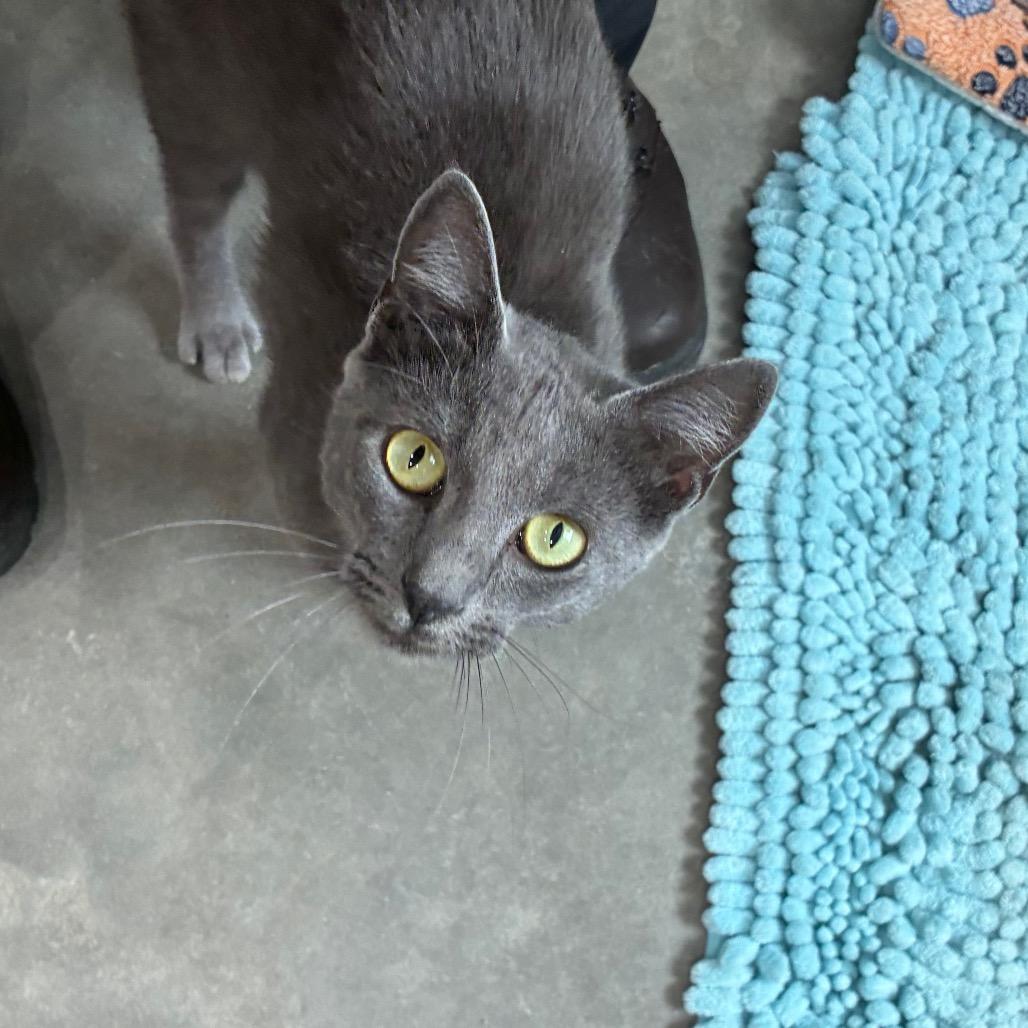 Enlarge Ash, a Adoptable Domestic Short Hair in Richmond Hill, GA image 3/5