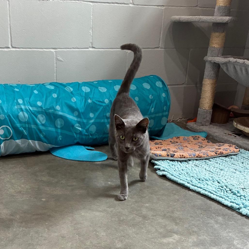 Enlarge Ash, a Adoptable Domestic Short Hair in Richmond Hill, GA image 4/5