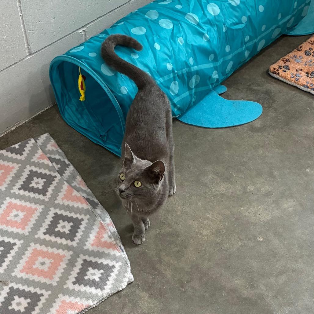Enlarge Ash, a Adoptable Domestic Short Hair in Richmond Hill, GA image 5/5