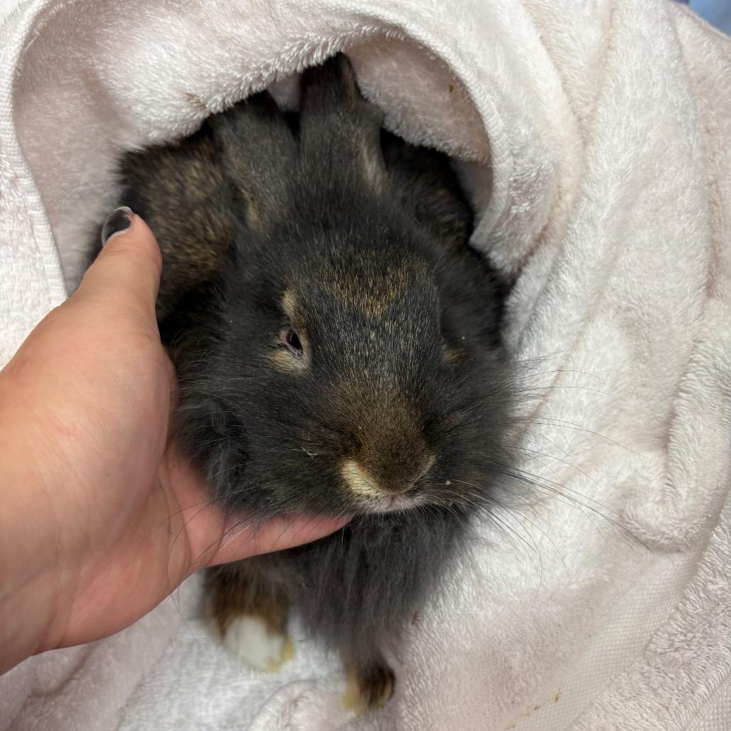Fluffy, Adoptable, Young Female Lionhead & Rex.