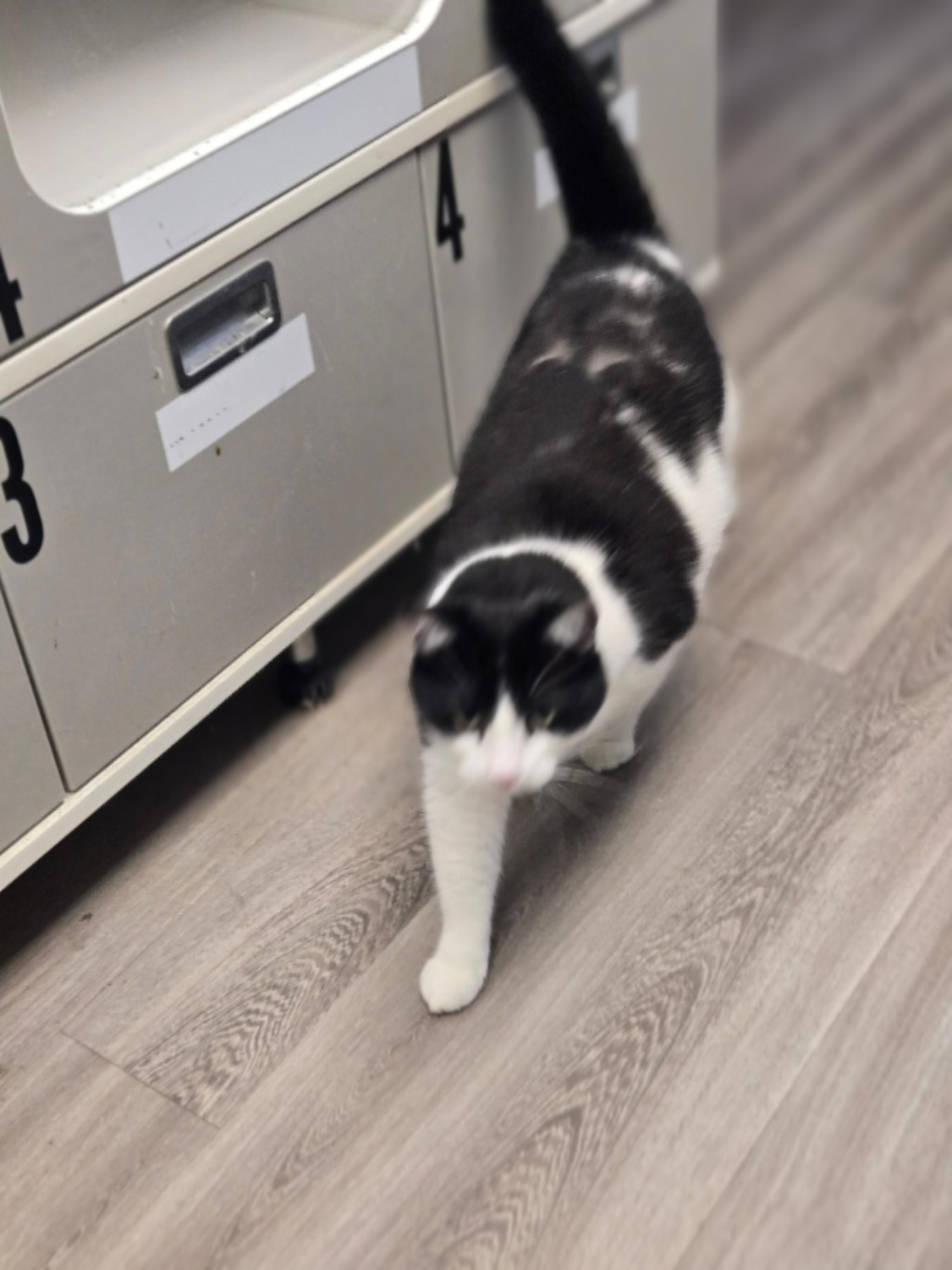 Enlarge Tinker, an adopted Domestic Short Hair in Milford, CT image 4/5