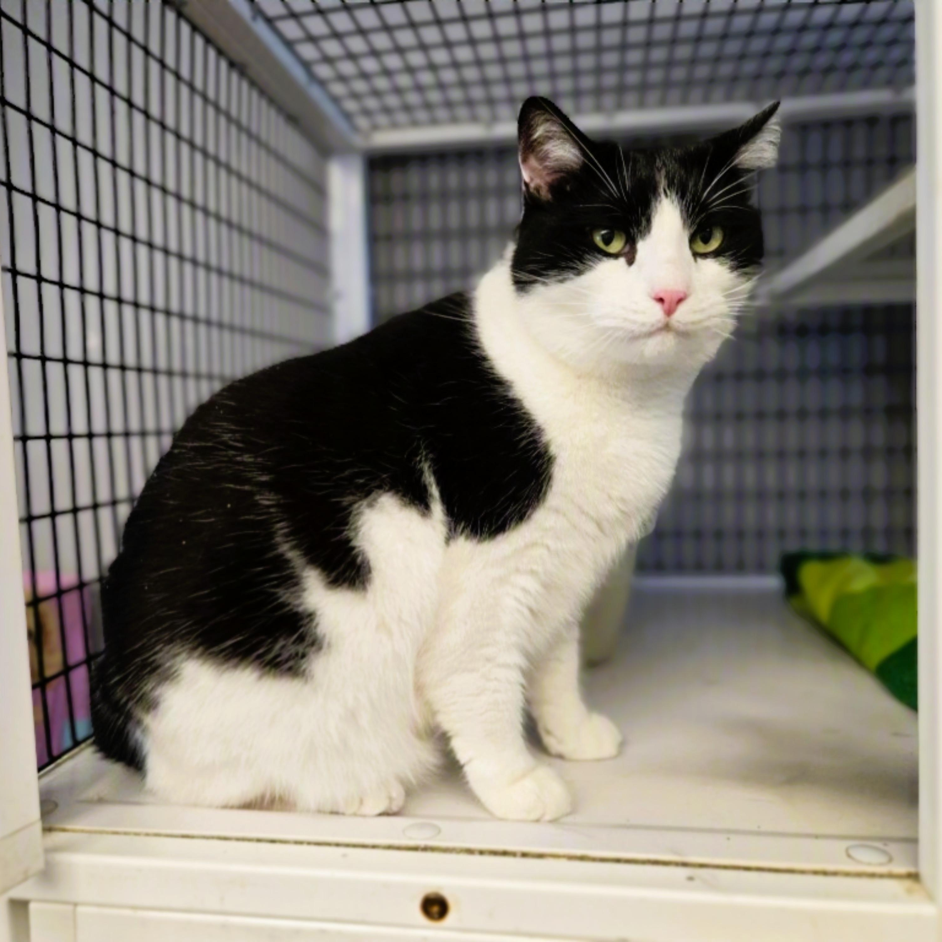 Enlarge Tinker, an adopted Domestic Short Hair in Milford, CT image 3/5