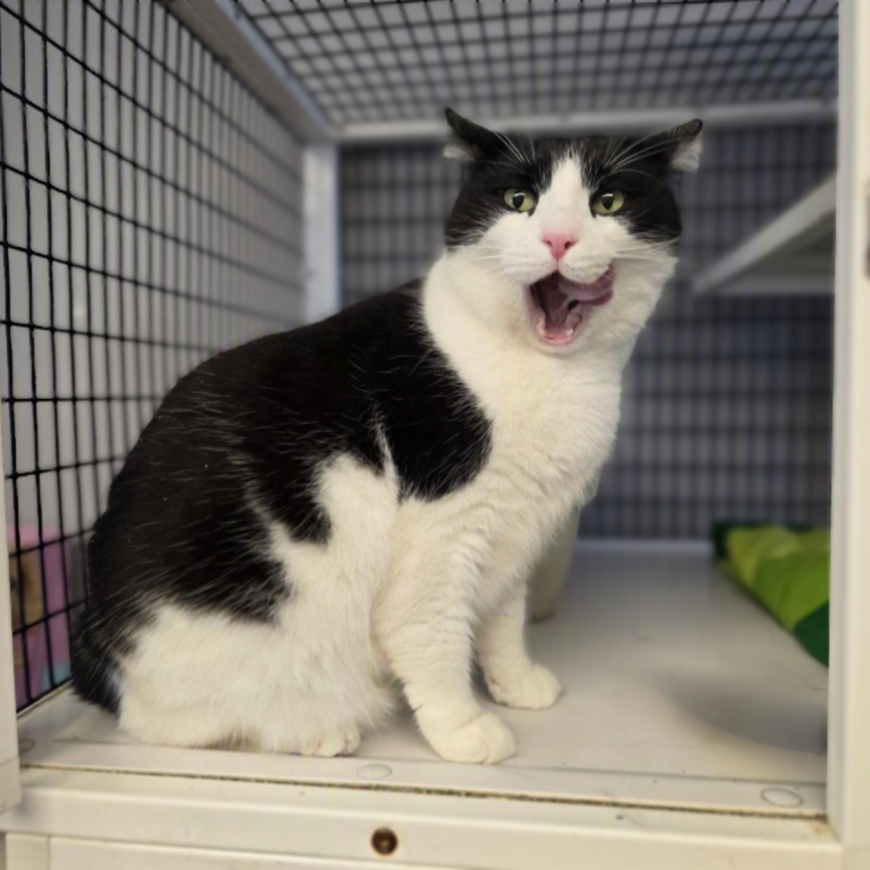 Enlarge Tinker, an adopted Domestic Short Hair in Milford, CT image 5/5