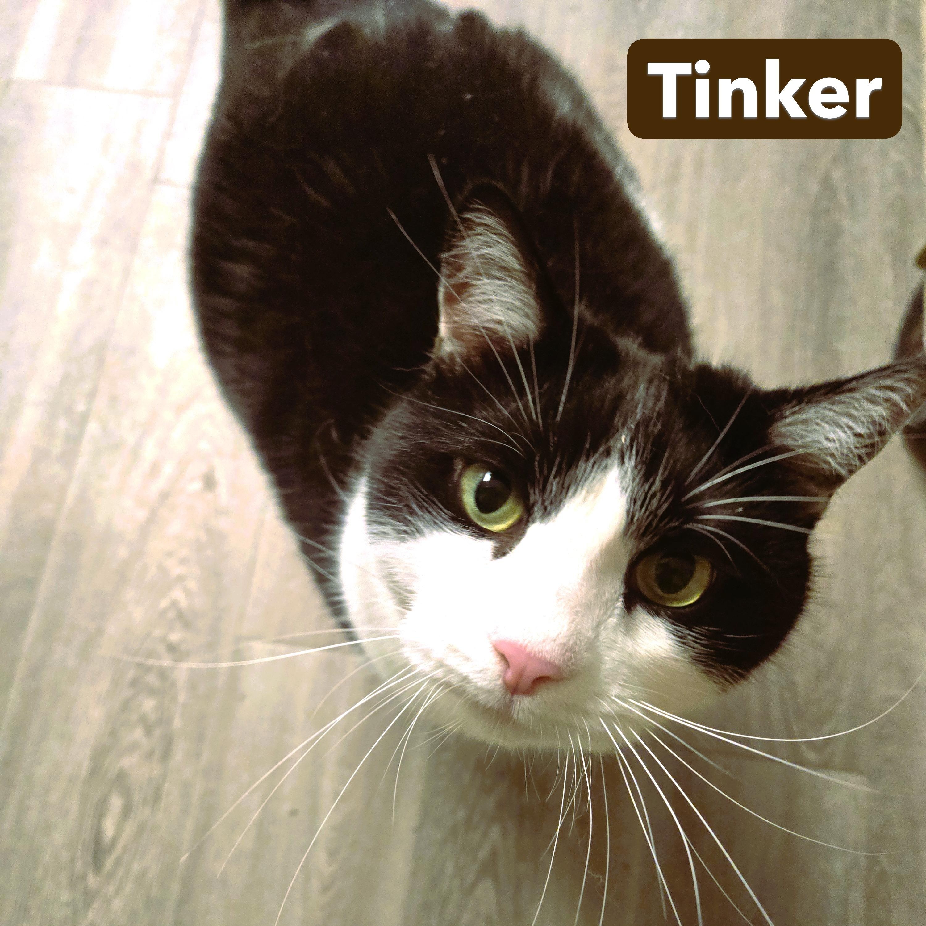 Enlarge Tinker, an adopted Domestic Short Hair in Milford, CT image 1/5