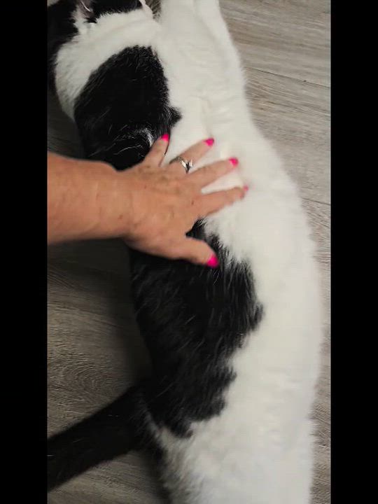 Enlarge Tinker, an adopted Domestic Short Hair in Milford, CT video 2/5
