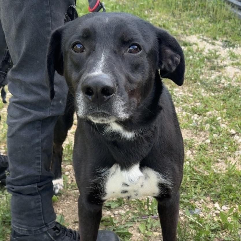 Enlarge Dexter, a Adoptable Labrador Retriever in Blair, WI image 2/2