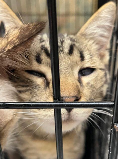 Miller, Adoptable, Young Male Domestic Short Hair.