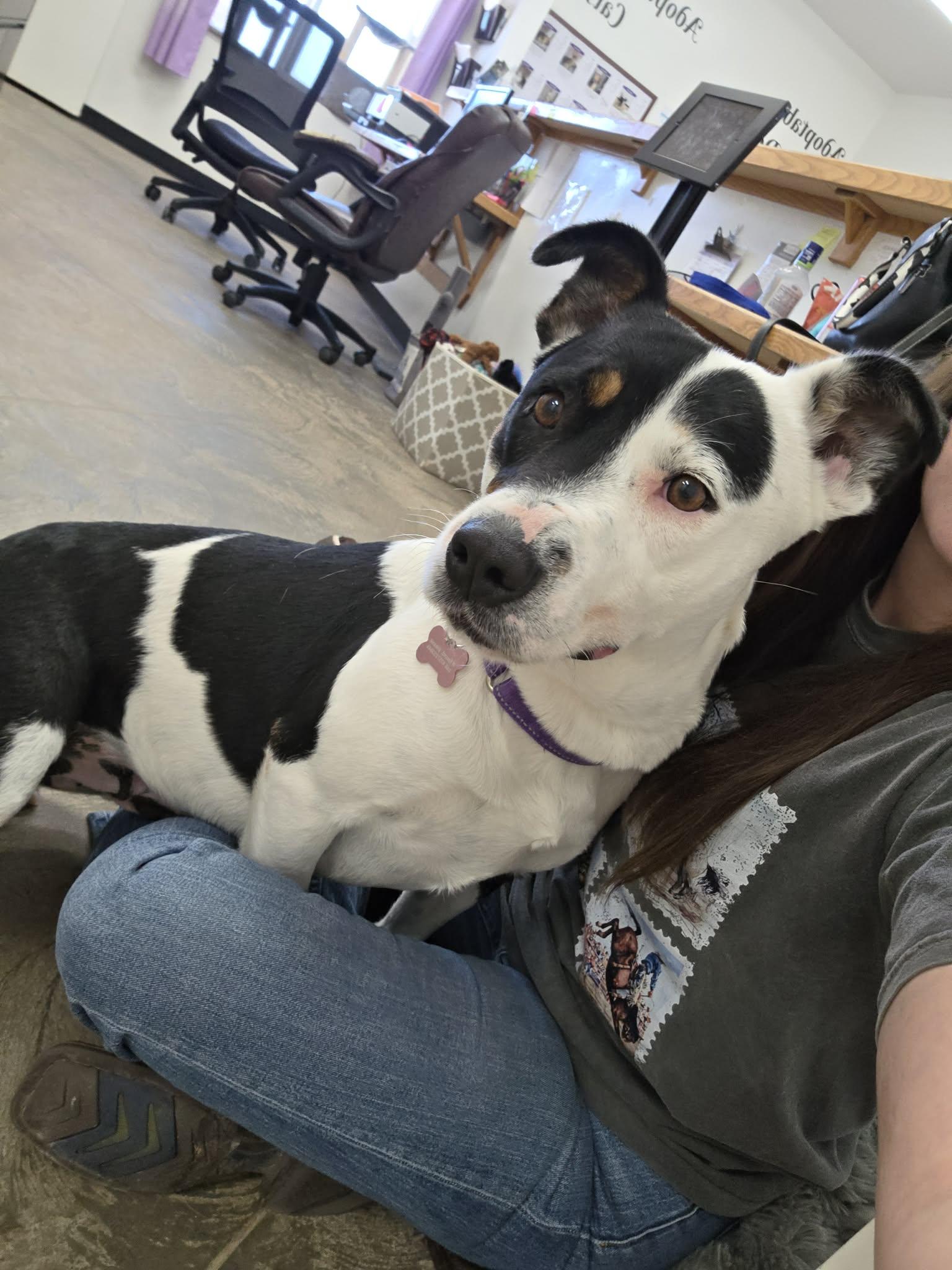 Chunky Monkey, ADOPTABLE, Young Female Pit Bull Terrier.