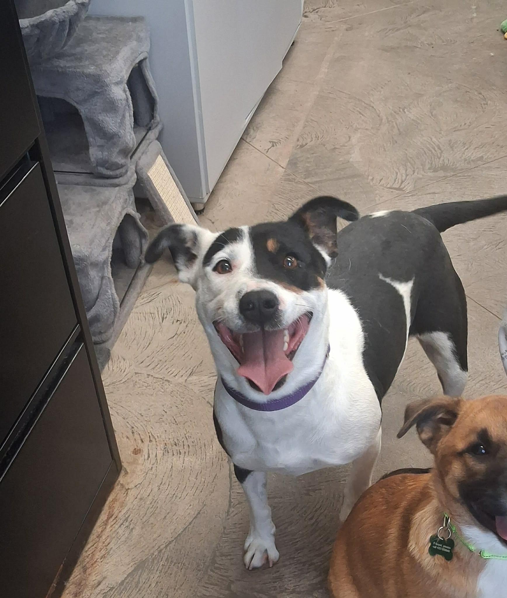 Enlarge Chunky Monkey, a ADOPTABLE mixed breed in Roosevelt, UT image 1/2