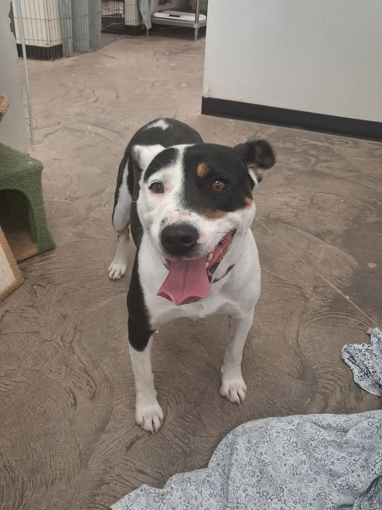 Enlarge Chunky Monkey, a ADOPTABLE mixed breed in Roosevelt, UT image 2/2