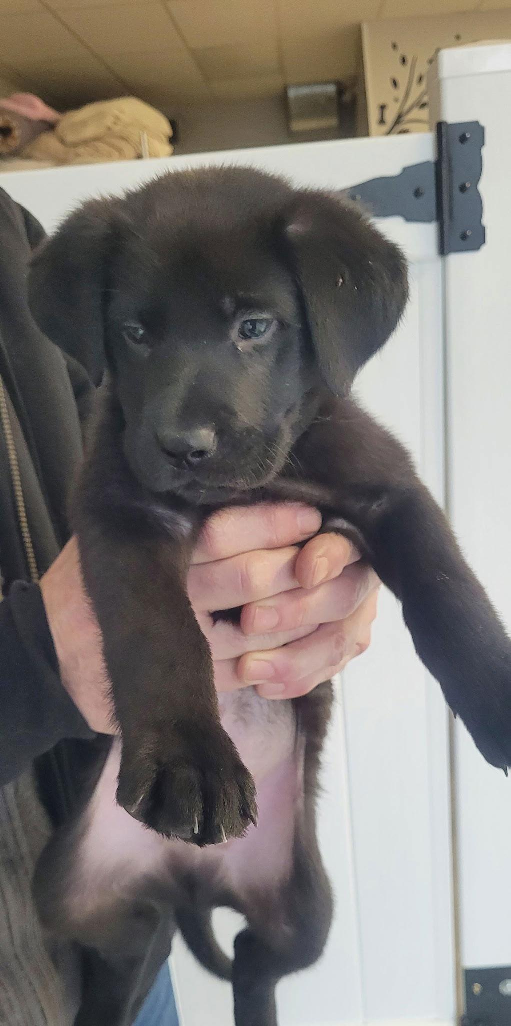 Dunk, Adoptable, Puppy Male Labrador Retriever.