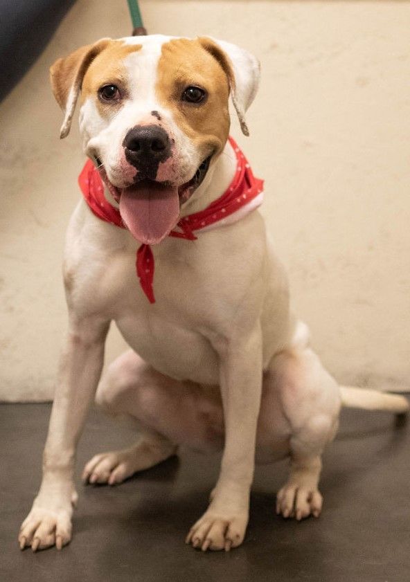 Cera, an adoptable Labrador Retriever, Pit Bull Terrier in Las Vegas, NV, 89136 | Photo Image 1