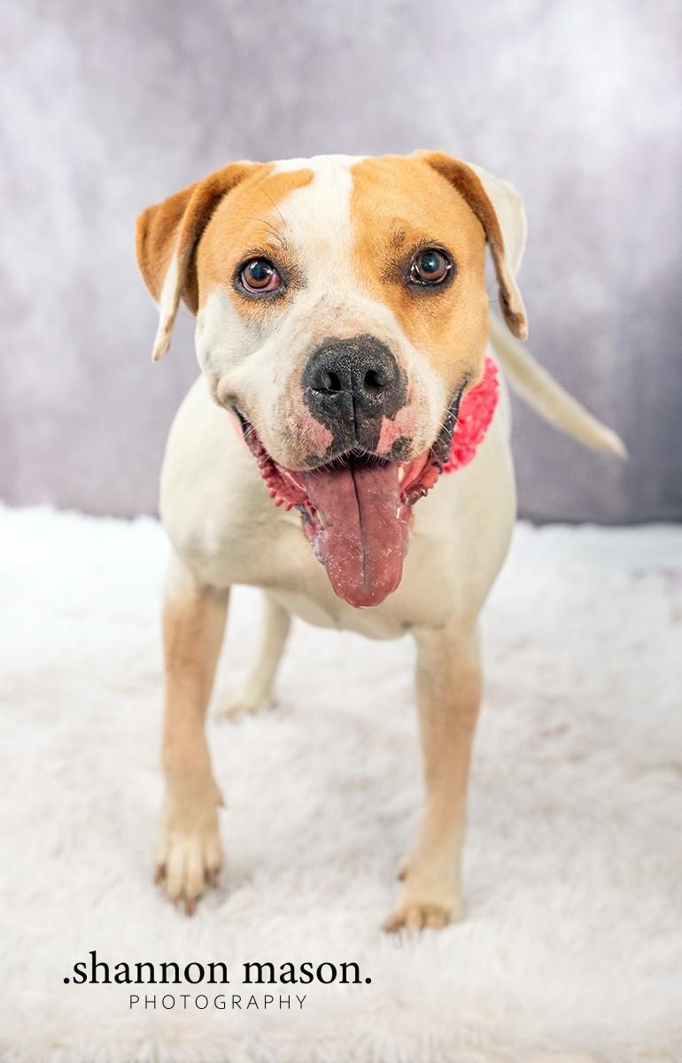 Cera, an adoptable Labrador Retriever, Pit Bull Terrier in Las Vegas, NV, 89136 | Photo Image 2