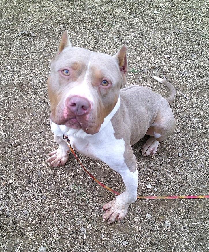 Enlarge SAMMY, a ADOPTABLE Terrier in Pegram, TN image 4/6