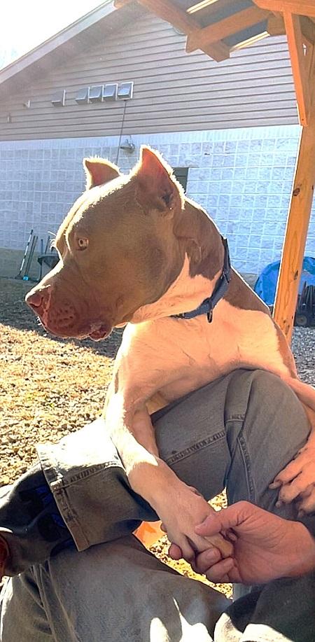 Enlarge SAMMY, a ADOPTABLE Terrier in Pegram, TN image 5/6