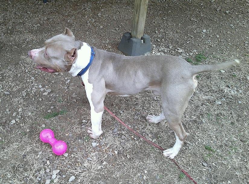 Enlarge SAMMY, a ADOPTABLE Terrier in Pegram, TN image 3/6