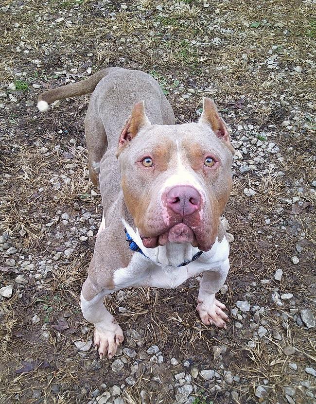 Enlarge SAMMY, a ADOPTABLE Terrier in Pegram, TN image 6/6