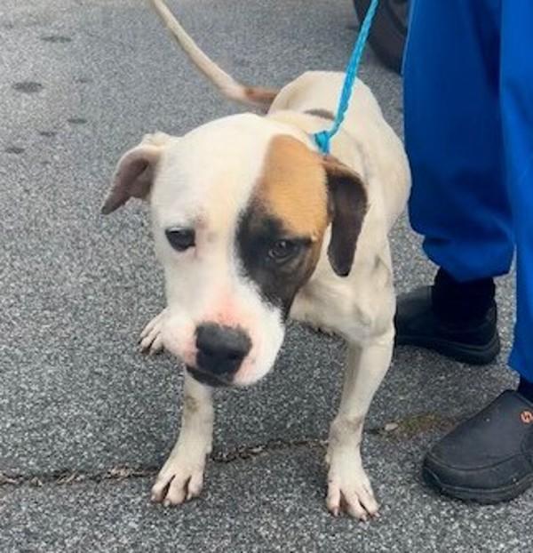 26-02-0480 Delilah, Adoptable, Adult Female Pit Bull Terrier.