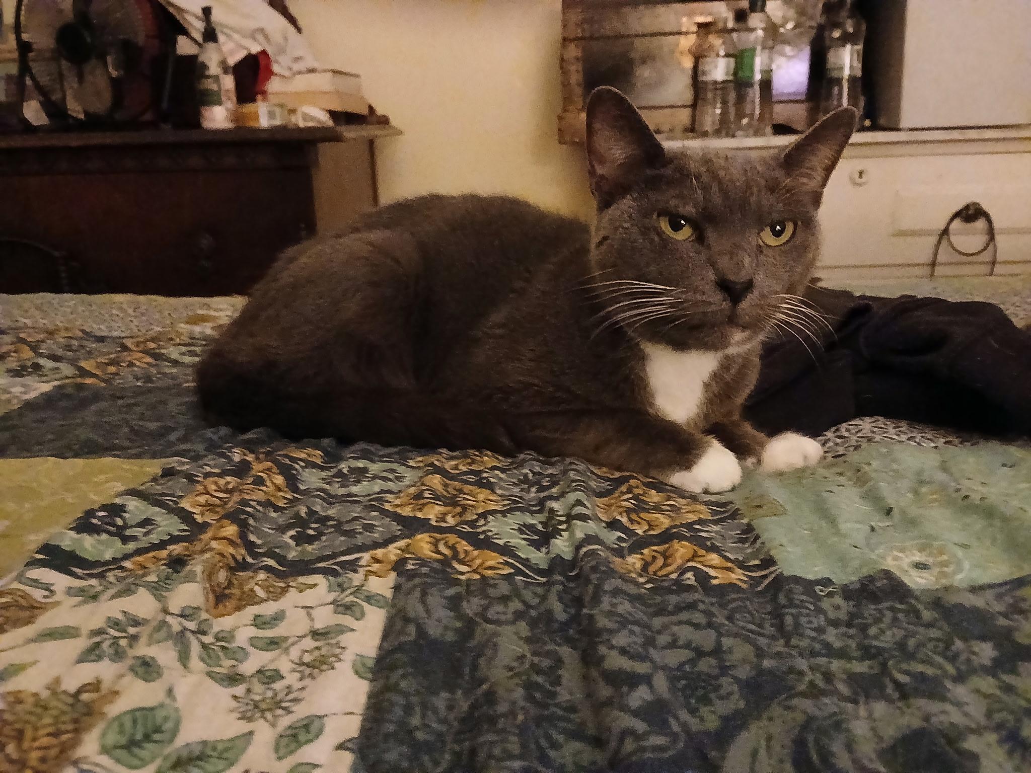 Puffer, Senior Male Domestic Short Hair
