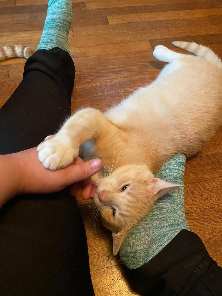 Clyde (Courtesy Post), Adoptable, Adult Male Domestic Short Hair.