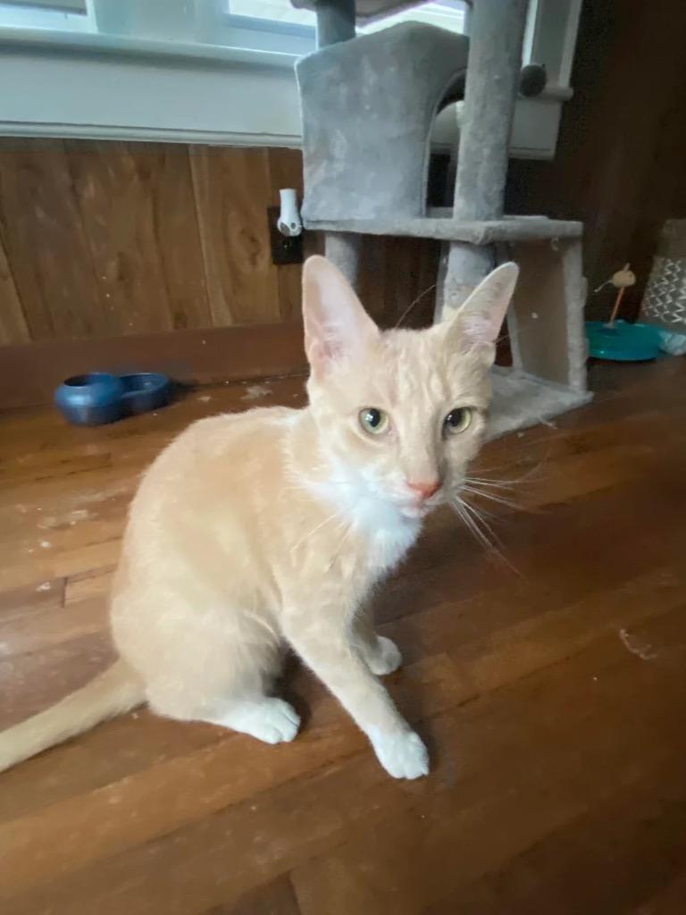 Enlarge Clyde (Courtesy Post), a Adoptable Domestic Short Hair in Rutherfordton, NC image 2/5