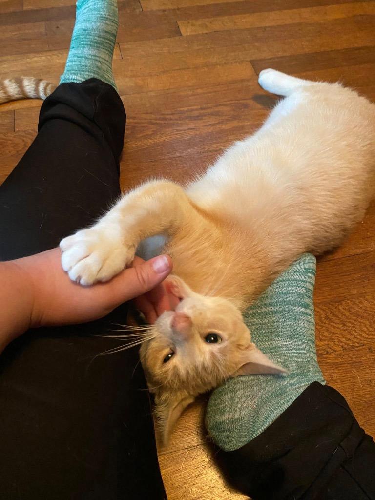 Enlarge Clyde (Courtesy Post), a Adoptable Domestic Short Hair in Rutherfordton, NC image 4/5