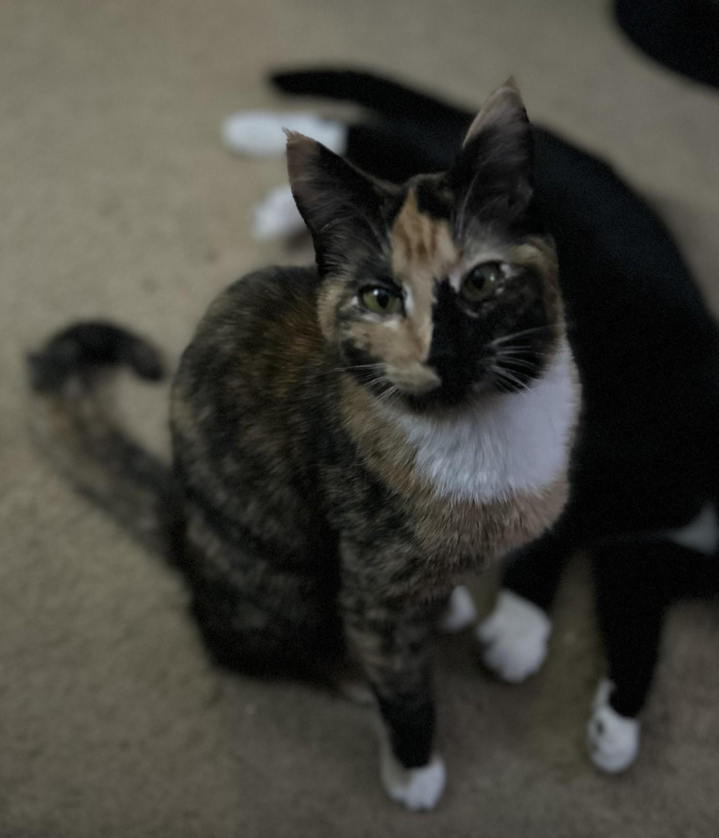 Enlarge Patches (with Stripes), a ADOPTABLE Domestic Short Hair in Silverton, OR image 2/4