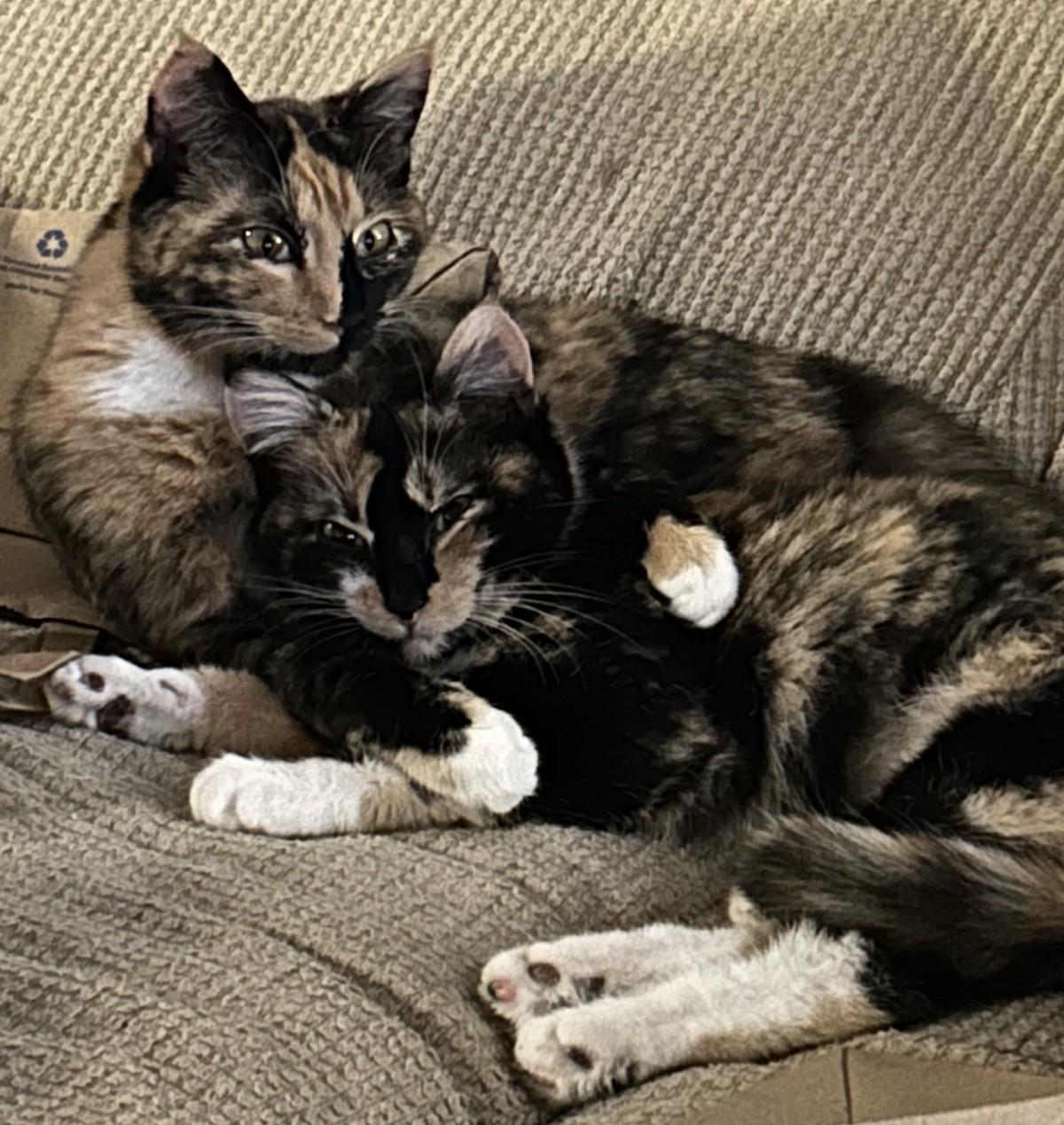 Enlarge Patches (with Stripes), a ADOPTABLE Domestic Short Hair in Silverton, OR image 4/4