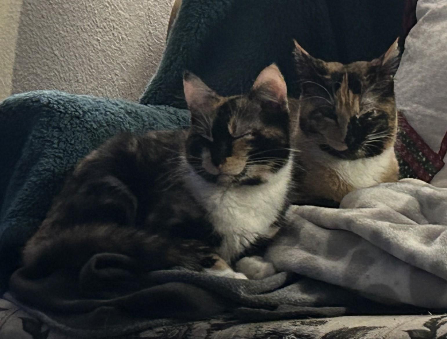 Enlarge Patches (with Stripes), a ADOPTABLE Domestic Short Hair in Silverton, OR image 3/4