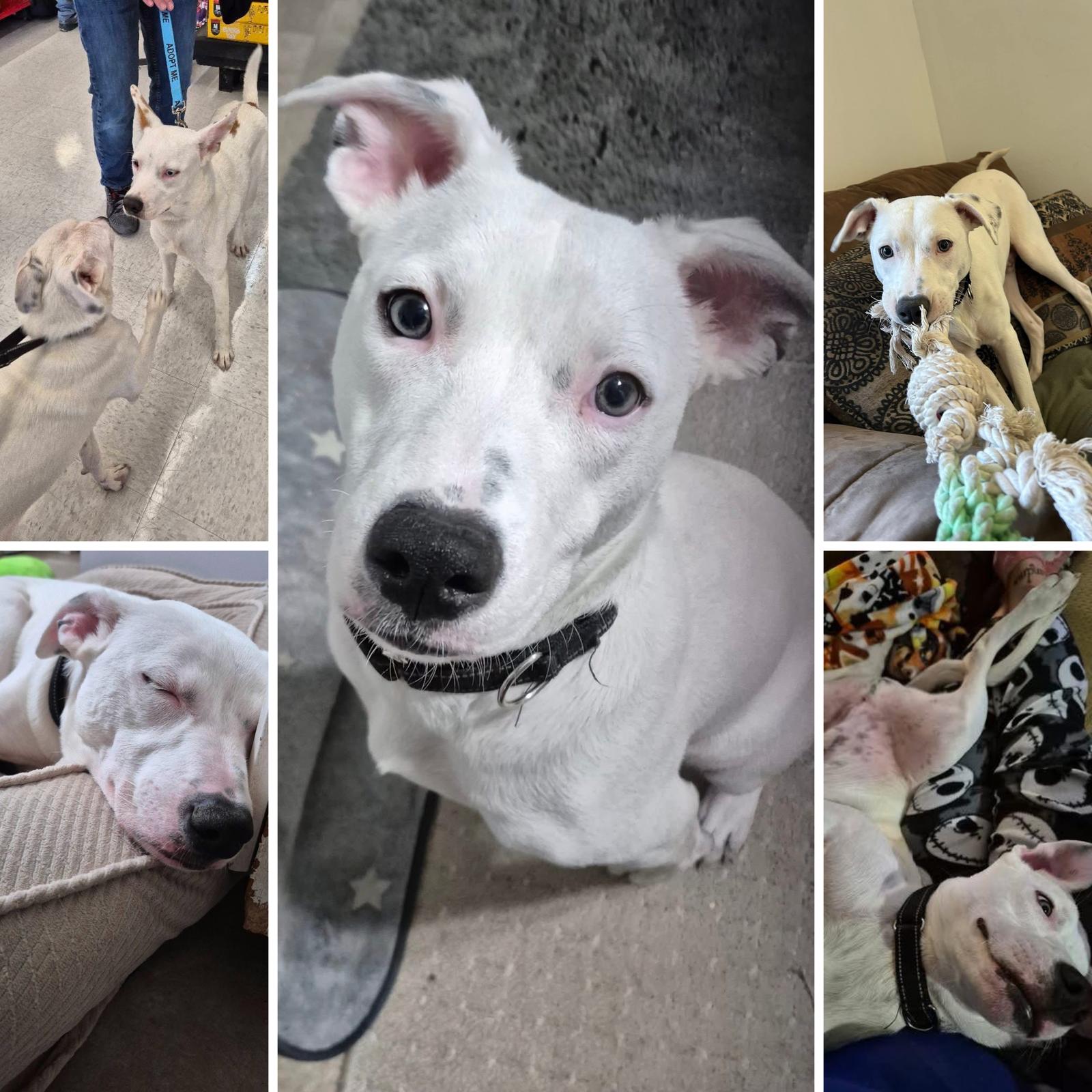 Charlie *deaf*, Adoptable, Puppy Male Labrador Retriever.