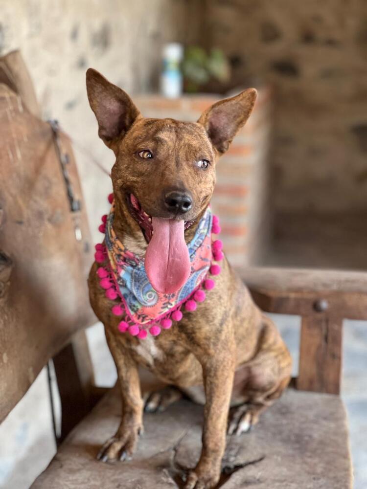 Lorenza, Adoptable, Young Female Hound & Pit Bull Terrier.